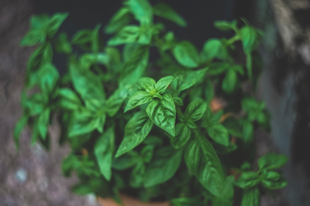 Photo Adaptogenic herbs