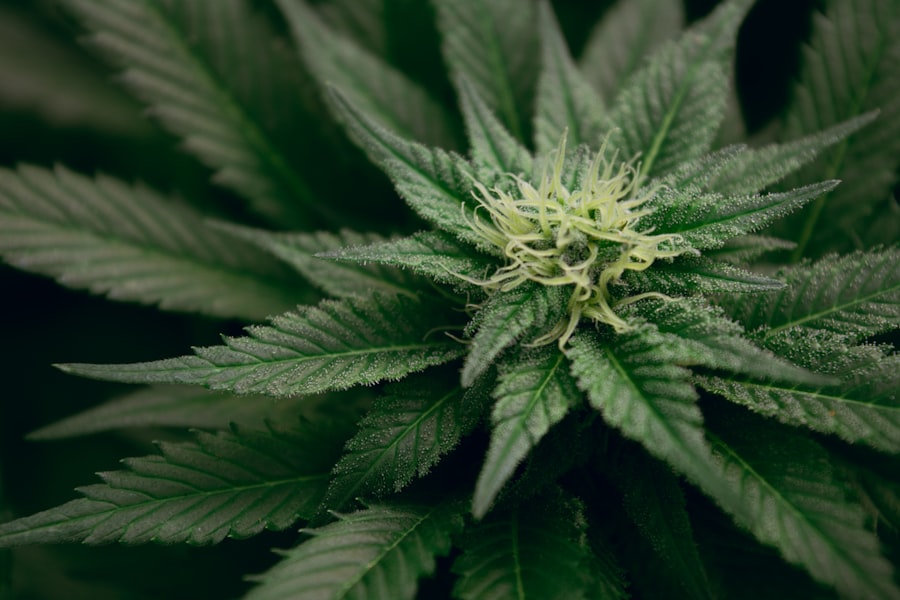 Korzyści z medycznej marihuany 3 Photo marihuana