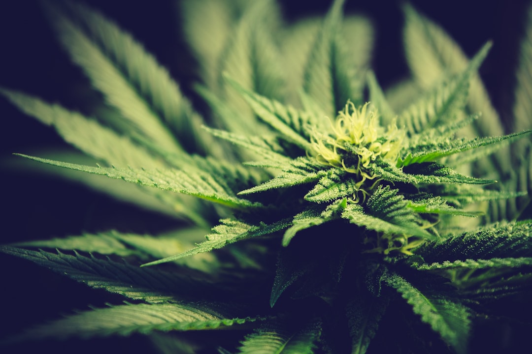 Photo marihuana